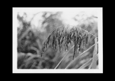 Photographie intitulée "Roseau sous la pluie" par Michel Jegerlehner, Œuvre d'art originale, Photographie argentique