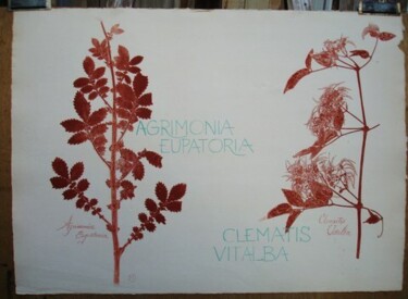 Drawing titled "AGRIMONIA EUPATORIA…" by Michel Moskovtchenko, Original Artwork, Other