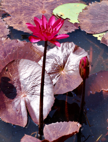 Photography titled "Fleur des Dieux" by Michel Paulin, Original Artwork, Digital Photography