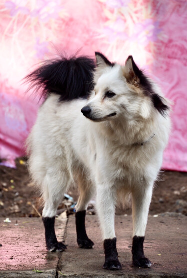 Fotografia zatytułowany „Le Chien Botté” autorstwa Michel Paulin, Oryginalna praca, Fotografia cyfrowa