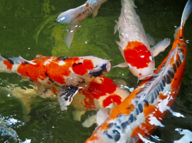 Fotografia zatytułowany „Jeux de carpes.” autorstwa Michel Paulin, Oryginalna praca, Fotografia cyfrowa