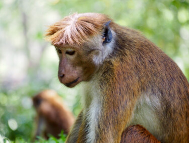 Photographie intitulée "Songes de singe" par Michel Paulin, Œuvre d'art originale, Photographie numérique