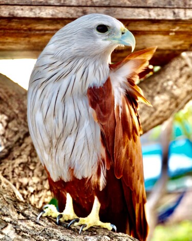 Fotografie mit dem Titel "Aigle froissé" von Michel Paulin, Original-Kunstwerk, Digitale Fotografie