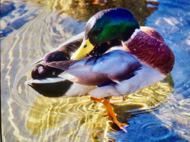 Photographie intitulée "Canard Doré" par Michel Paulin, Œuvre d'art originale, Photographie numérique