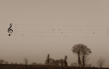 Photographie intitulée "Portée d'oiseaux" par Michel Poirier, Œuvre d'art originale, Photographie numérique