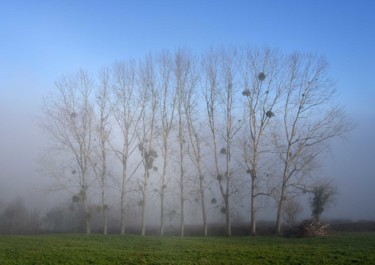 Photographie intitulée "HIVER BRUMEUX EN BO…" par Michel Volle, Œuvre d'art originale, Photographie numérique Monté sur Cart…