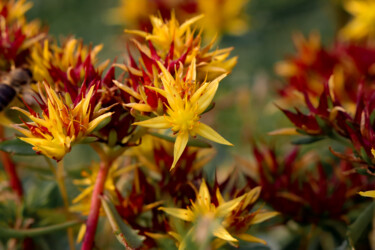 Photographie intitulée "Orange Sedum palmeri" par Michéle Ache, Œuvre d'art originale, Photographie numérique