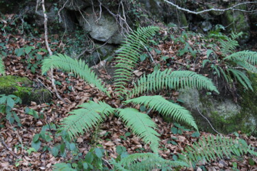 Fotografía titulada "Etoile des bois" por Michèle Baylet-Brunet, Obra de arte original, Fotografía digital