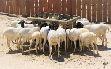Photographie intitulée "Les chèvres en grou…" par Michèle Baylet-Brunet, Œuvre d'art originale, Photographie numérique