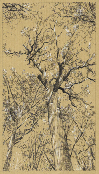 Zeichnungen mit dem Titel "houpier du chêne ca…" von Michèle Caranove, Original-Kunstwerk, Tinte