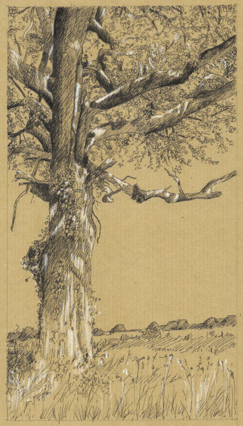 Dessin intitulée "Chêne de bouchure c…" par Michèle Caranove, Œuvre d'art originale, Encre