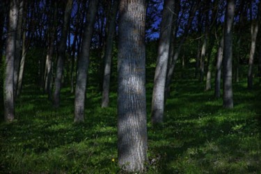 Fotografia intitolato "alberi" da Michele De Vita, Opera d'arte originale