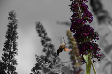 Photographie intitulée "colibry2.jpg" par G. Rem, Œuvre d'art originale