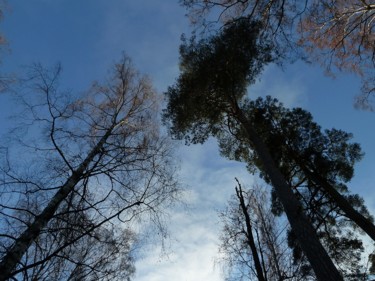 Photographie intitulée "arbres.jpg" par G. Rem, Œuvre d'art originale