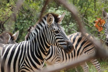 Photographie intitulée "zebre.jpg" par G. Rem, Œuvre d'art originale