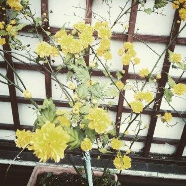 Photographie intitulée "Fiori gialli" par Patrizia Micheloni (Pz20FantaGhiro), Œuvre d'art originale, Photographie numérique