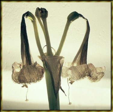 Фотография под названием "faded Glory" - Mies De Graaf, Подлинное произведение искусства, Цифровая фотография