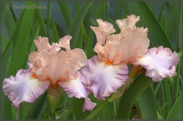 Fotografie getiteld "Two happy Irises" door Mies De Graaf, Origineel Kunstwerk, Digitale fotografie