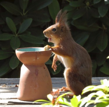 Fotografia zatytułowany „Talking Squirrel” autorstwa Mies De Graaf, Oryginalna praca, Fotografia cyfrowa
