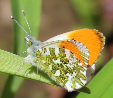 Photography titled "Orange tip, male. L…" by Mies De Graaf, Original Artwork, Non Manipulated Photography