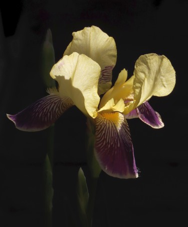 Photography titled "Iris "Nibelungen"" by Mies De Graaf, Original Artwork, Non Manipulated Photography