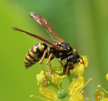 Photography titled "A Wasp on Common ru…" by Mies De Graaf, Original Artwork, Non Manipulated Photography