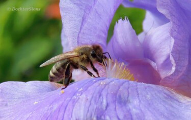 Photographie intitulée "Honeybee on Iris fl…" par Mies De Graaf, Œuvre d'art originale, Photographie non manipulée