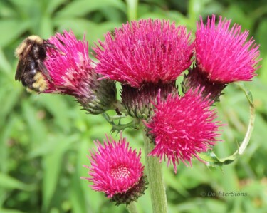 Fotografie getiteld "Hommel op Rode Dist…" door Mies De Graaf, Origineel Kunstwerk, Niet gemanipuleerde fotografie