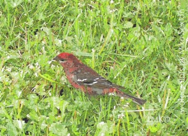 Peinture intitulée "House Finch" par Mike Sexton, Œuvre d'art originale, Huile