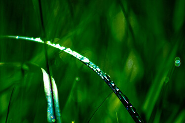 Digital Arts titled "dew on the grass" by Mikhail Deshuk, Original Artwork, Digital Photography