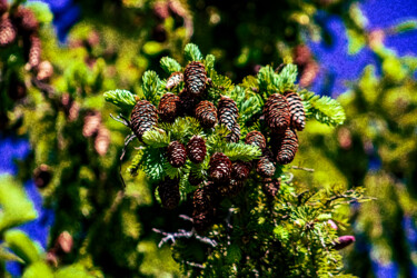 Arts numériques intitulée "Pine cones" par Mikhail Deshuk, Œuvre d'art originale, Photographie manipulée