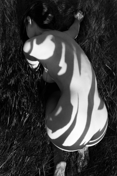 Photography titled "zebra 12" by Mikhail Faletkin, Original Artwork, Digital Photography