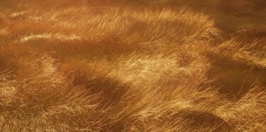 Photography titled "Fields of Gold" by Milad Zardeh, Original Artwork