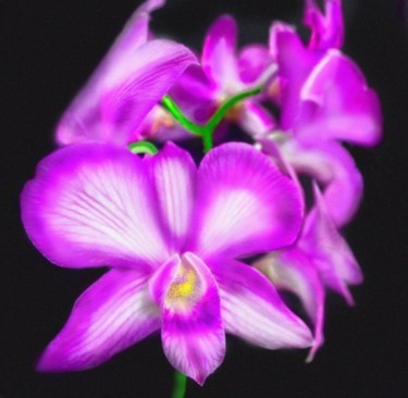Photography titled "Lavender orchids wi…" by Miguel, Original Artwork