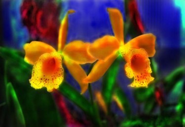 Photography titled "A twin pair orchids…" by Miguel, Original Artwork