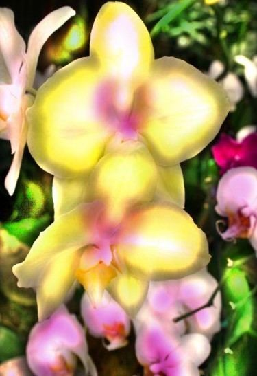 Photography titled "Pearlescent orchids…" by Miguel, Original Artwork