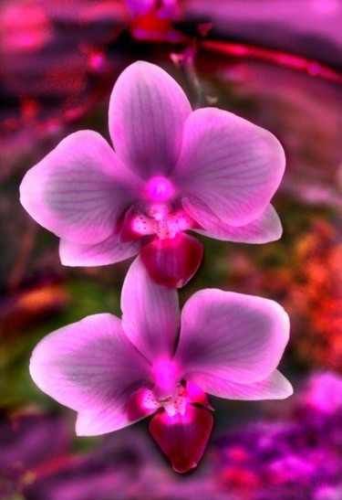 Photography titled "Pair of purple phal…" by Miguel, Original Artwork