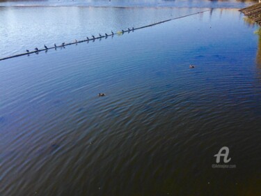 Photographie intitulée "Birds quiet afterno…" par Miler Art, Œuvre d'art originale, Photographie numérique