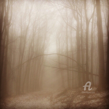 Photography titled "The forest" by Miler Art, Original Artwork, Digital Photography