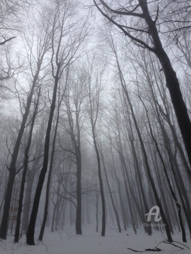 Photography titled "The forest 2" by Miler Art, Original Artwork, Digital Photography
