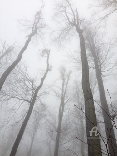 Photographie intitulée "I see the trees" par Miler Art, Œuvre d'art originale, Photographie numérique