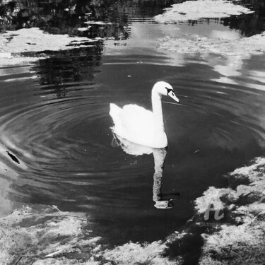 Photographie intitulée "The swan." par Miler Art, Œuvre d'art originale, Photographie numérique