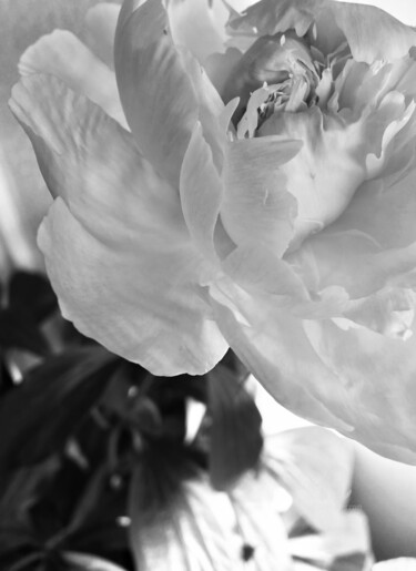 Photography titled "The peony love" by Miler Art, Original Artwork, Digital Photography