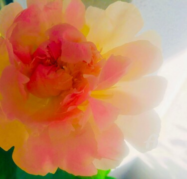 Photography titled "BABY PEONY" by Miler Art, Original Artwork, Digital Photography