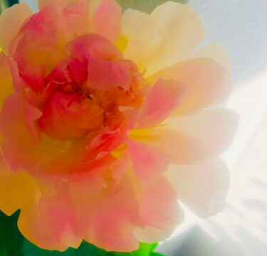 Fotografia zatytułowany „BABY PEONY” autorstwa Miler Art, Oryginalna praca, Fotografia cyfrowa