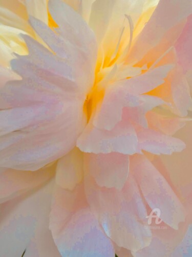 Photography titled "ANGEL OR PEONY?" by Miler Art, Original Artwork, Digital Photography