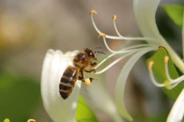 Photographie intitulée "L'abeille" par Pym, Œuvre d'art originale