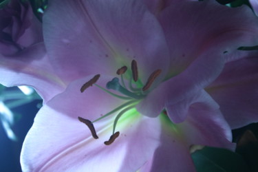 Photographie intitulée "Fleur" par Pym, Œuvre d'art originale