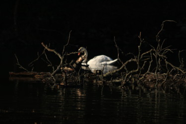 Fotografie getiteld "Cygne" door Pym, Origineel Kunstwerk