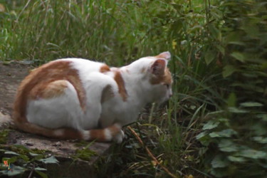 Photographie intitulée "chat  roux et blanc…" par Miodrag Aubertin, Œuvre d'art originale